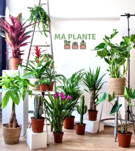 Vente de plantes éphémère